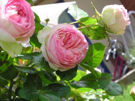 BOUQUET DE ROSES